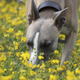 New research suggests dogs are able to form a mental image of an object they’ve smelled.